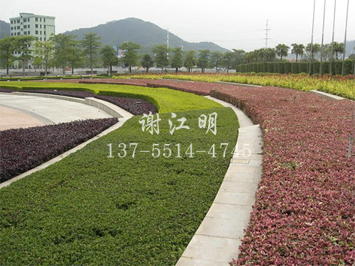 實(shí)景案例